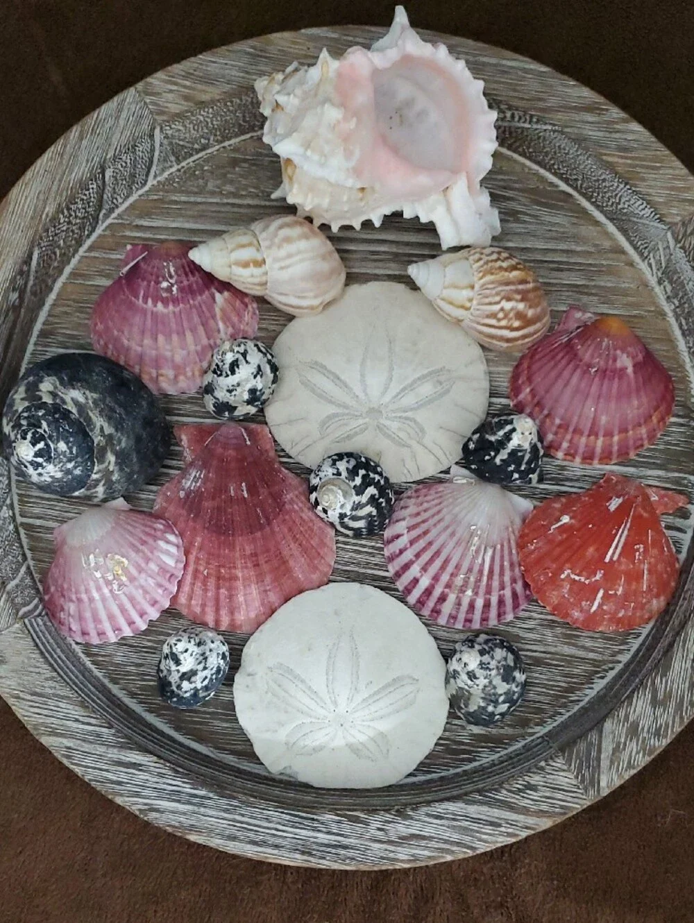 Natural Seashells Pink Murex Seashell Beach Coastal Decor Crafts Nautical